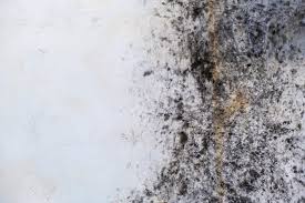 The Hidden Dangers of Mold After Water Damage — And Your Right to Compensation